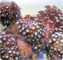 alveopora spp alveopora spp
