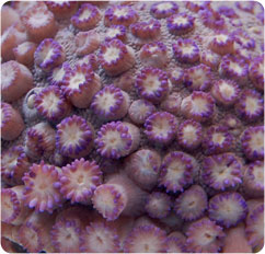 goniopora spp