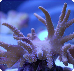 lobophytum spp lobophytum spp