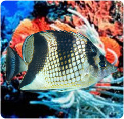 chaetodon argentatus