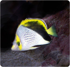 chaetodon declivis
