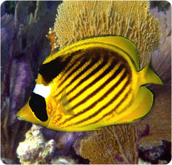 chaetodon fasciatus