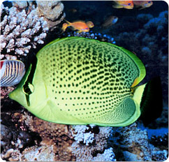 chaetodon guttatissimus