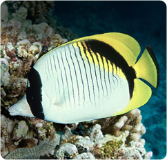 chaetodon lineolatus
