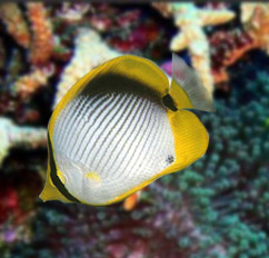 chaetodon melannotus