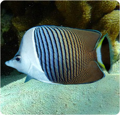 chaetodon mesoleucos