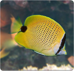 chaetodon miliaris