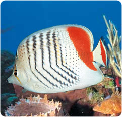 chaetodon paucifasciatus