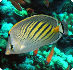 chaetodon pelewensis