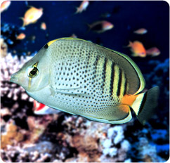 chaetodon punctatofasciatus