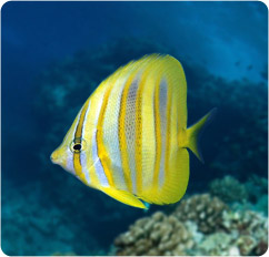 chaetodon rainfordi