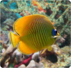 chaetodon semilarvatus