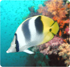 chaetodon ulietensis