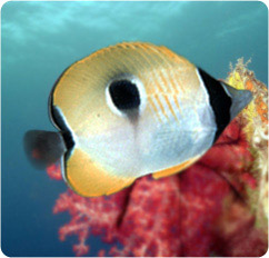 chaetodon unimaculatus