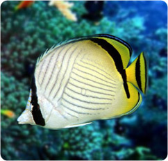 chaetodon vagabundus