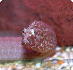 congrogadus subduscens