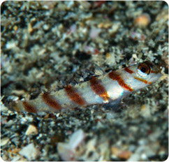 amblyeleotris diagonalis