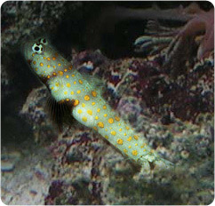 amblyeleotris guttata