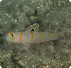 amblyeleotris randalli