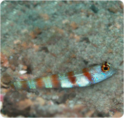 amblyeleotris steinitzi