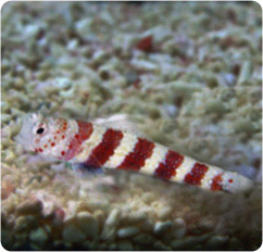 amblyeleotris wheeleri