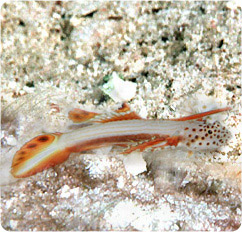 discordipinna griessingeri
