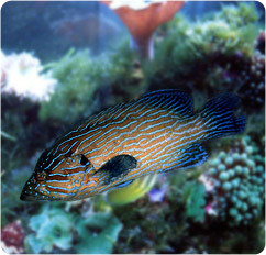 cephalopholis formosa